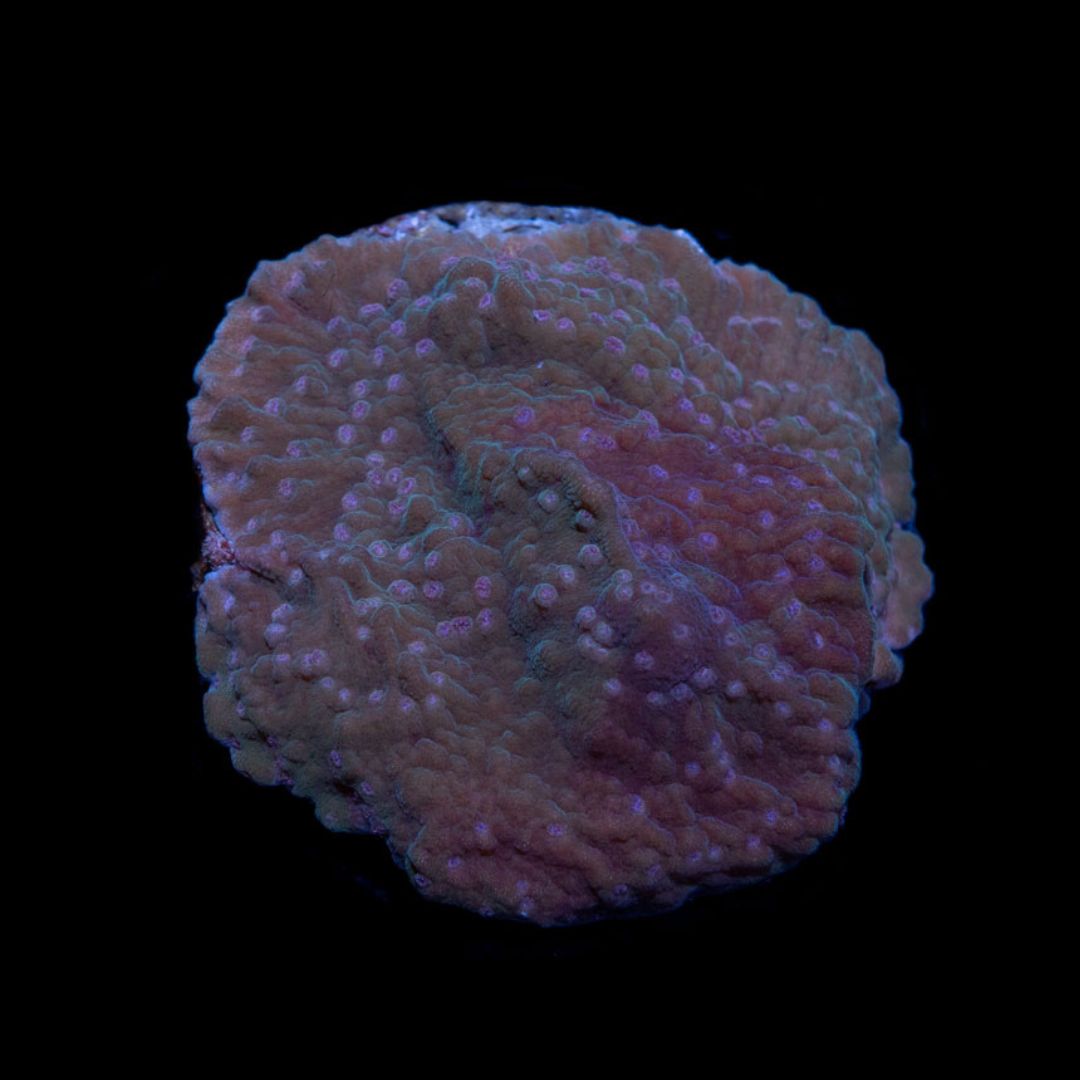 Montipora Green Purple - Frag