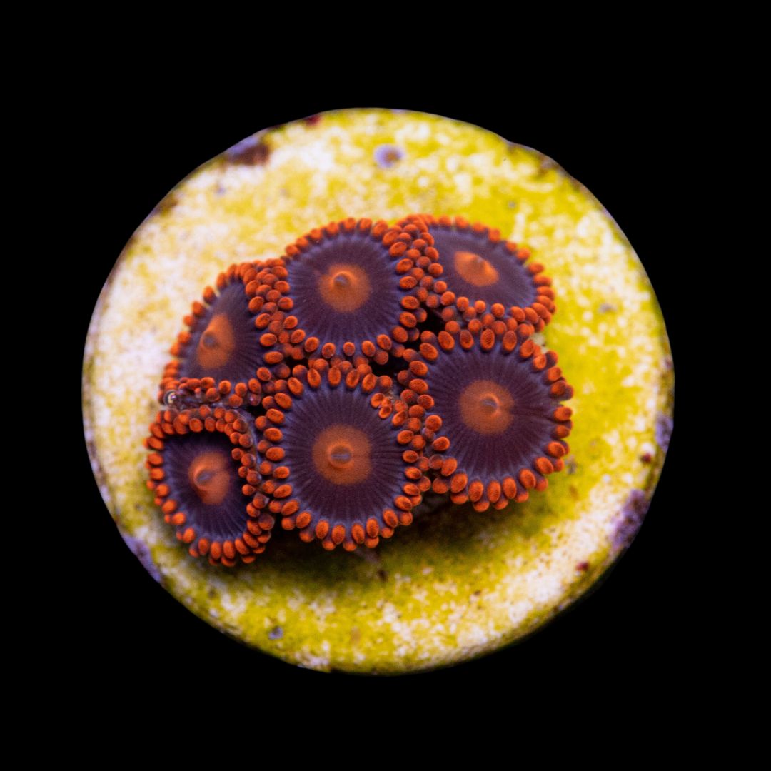 CL My Clementine Zoanthid - Frag