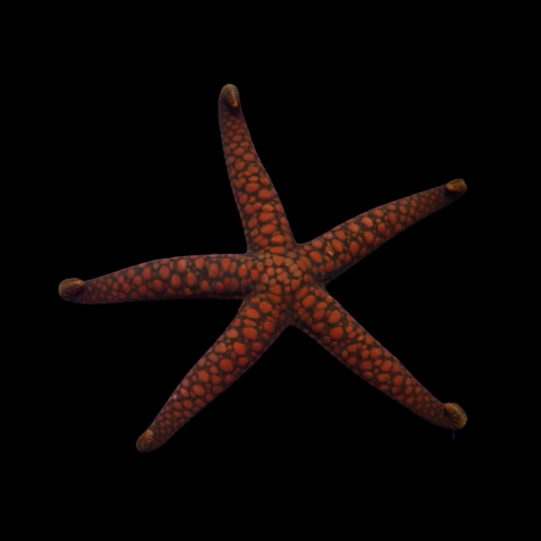 Nardoa spp – Nardoa Sjøstjerne