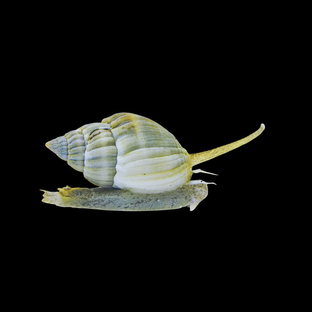 Nassarius Grephiterus – Nassarius Snegl