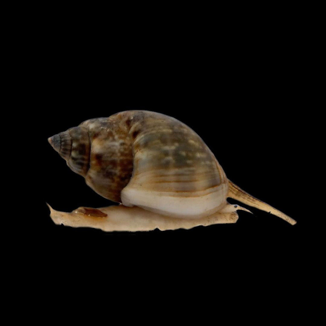 Nassarius vibex - Snegl