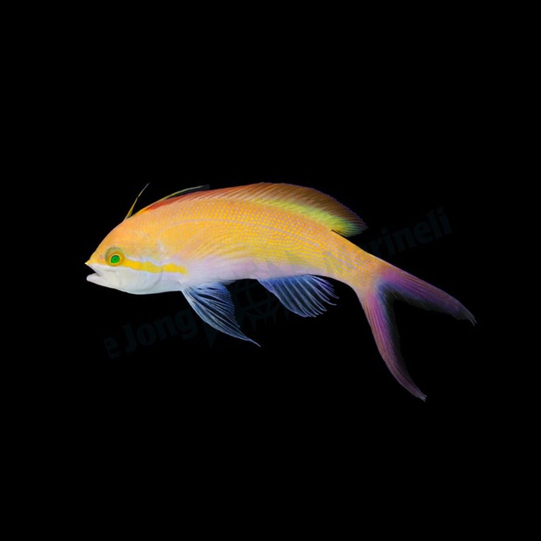 Nemanthias carberryi - Carberryi Anthias