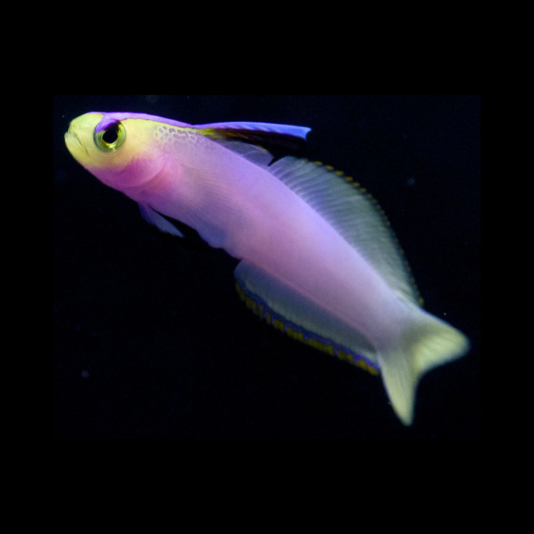 Helfrichi Firefish - Nemateleotris Helfrichi