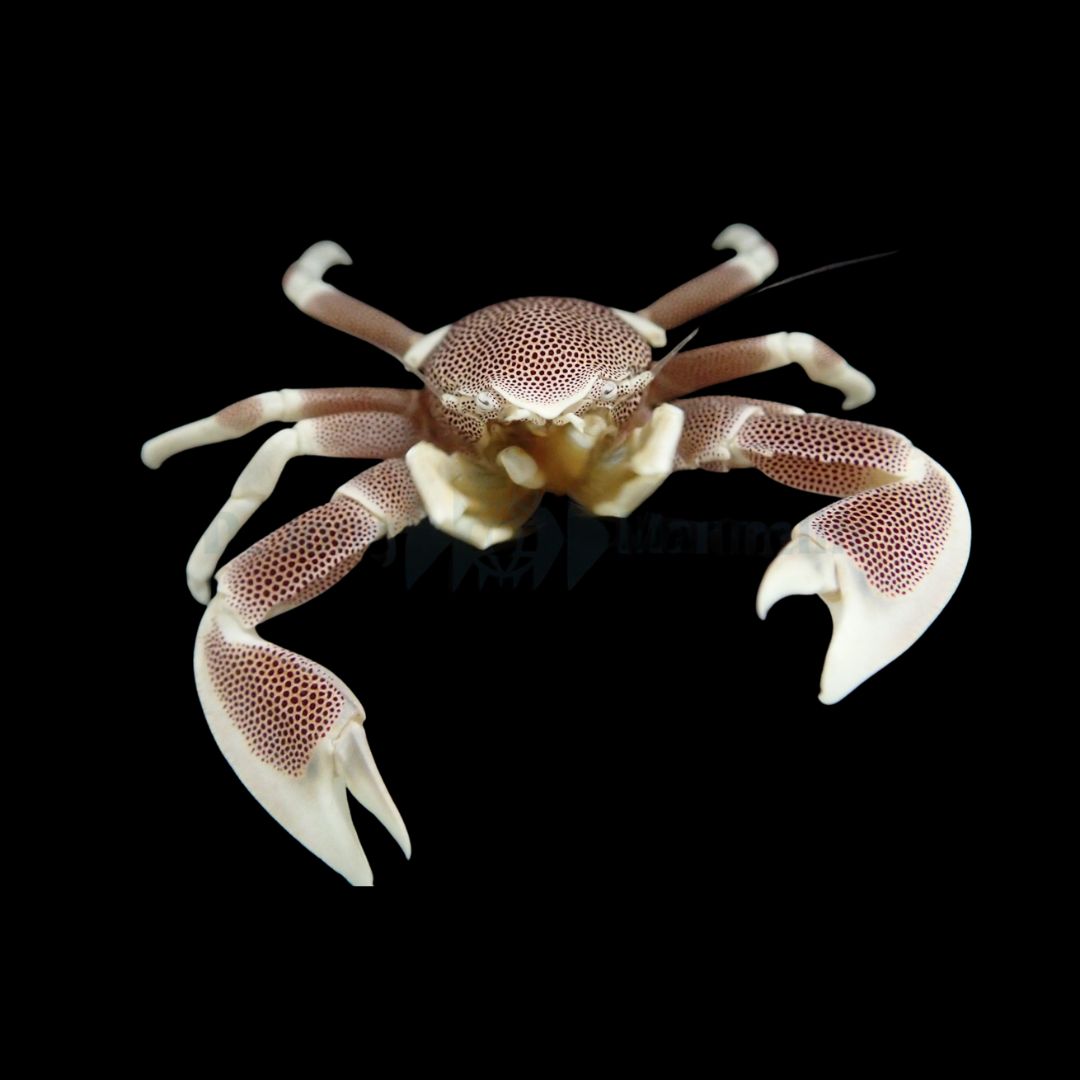 Neopetrolisthes maculatus - Anemone Krabbe