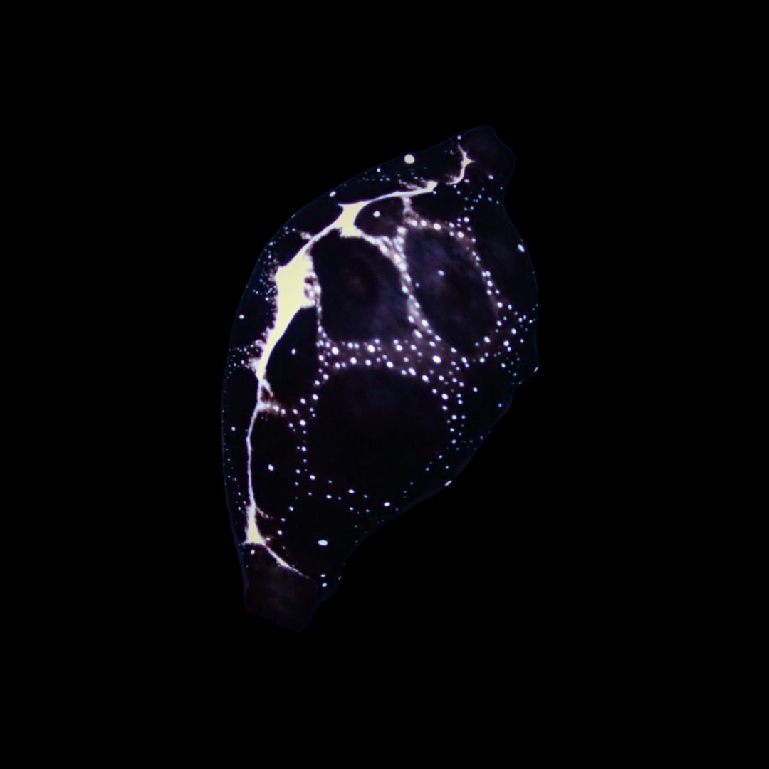 Common egg cowrie - Ovula ovum