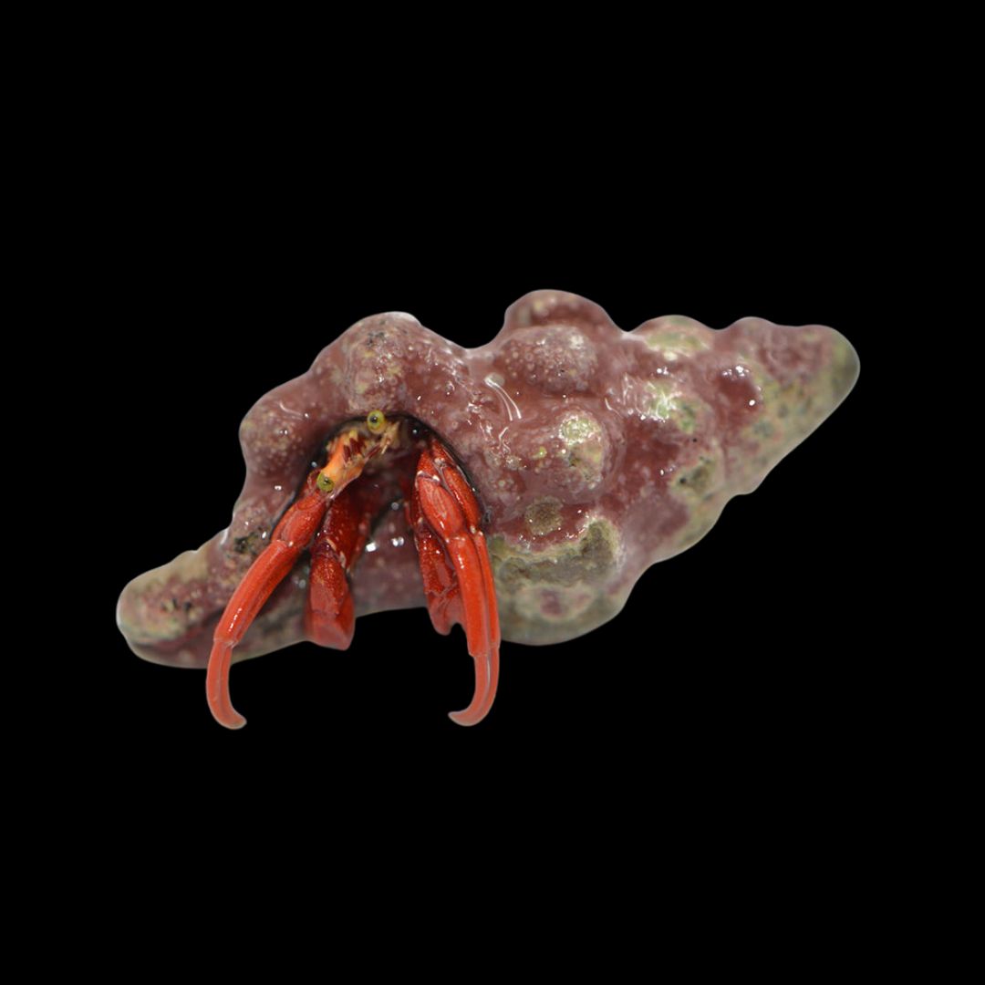 Scarlet Hermit Crab Paguristes Cadenati