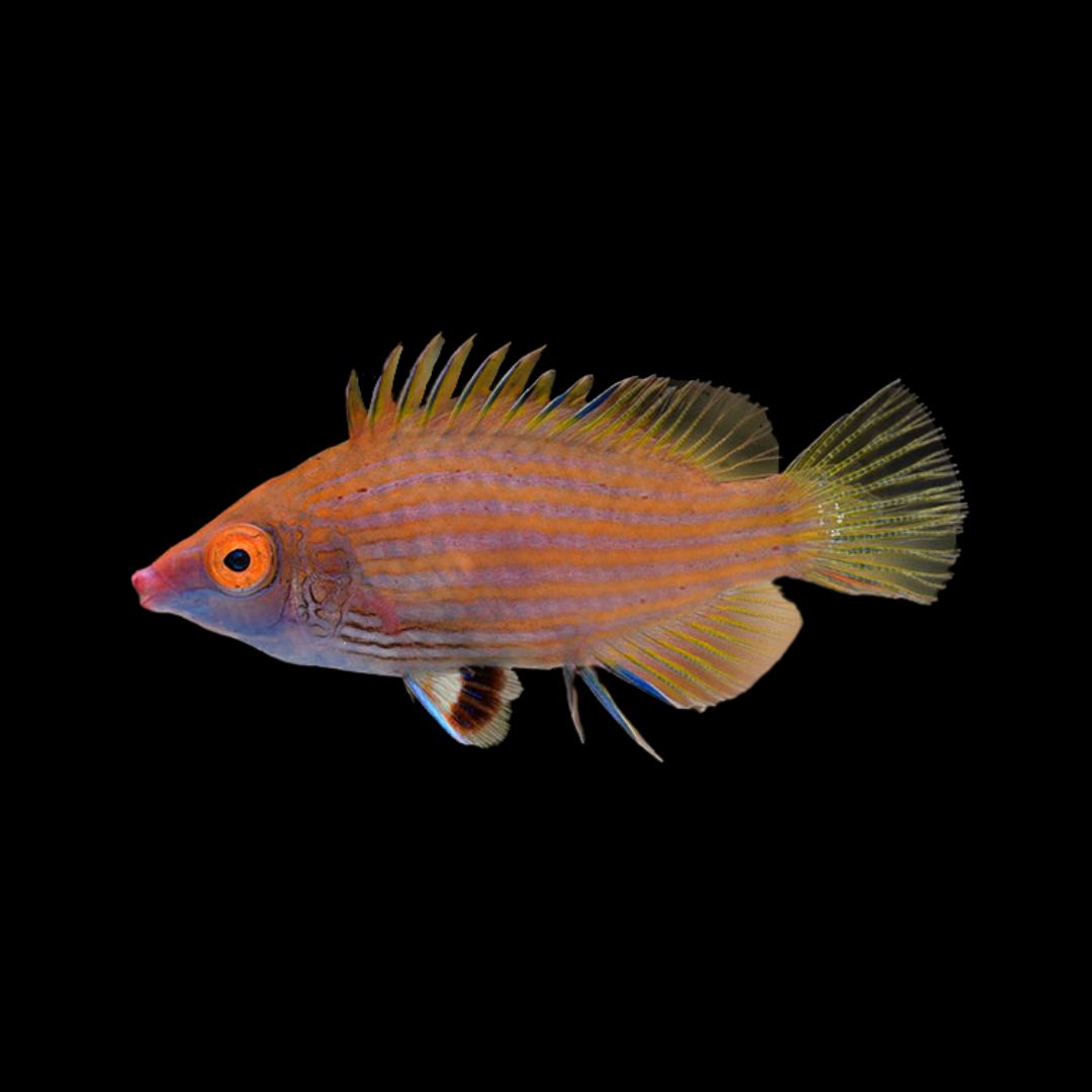 Pseudocheilinops ataenia – Pink Streaked Wrasse