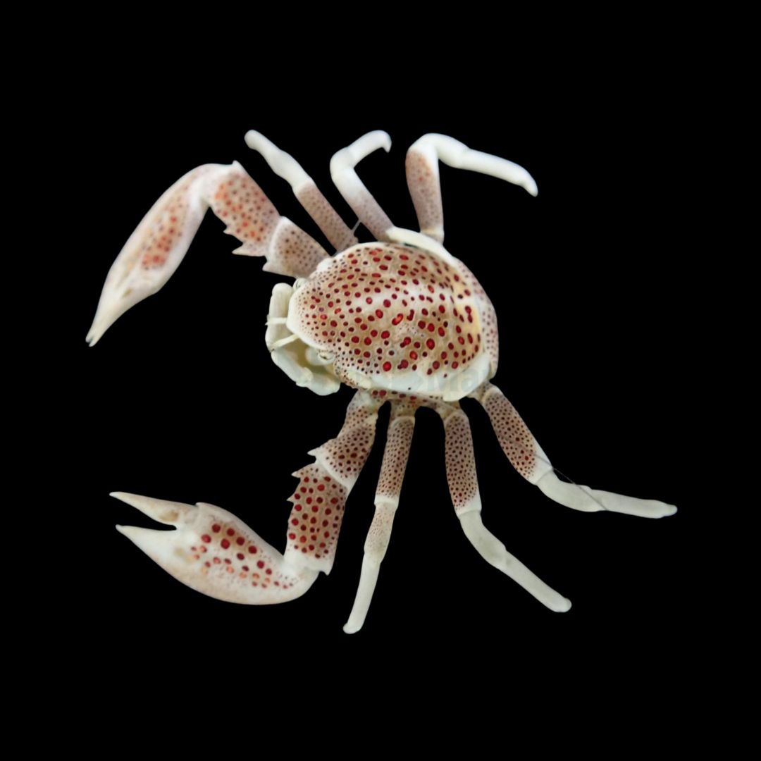 Porcelain Anemone Crab - Neopetrolisthes ohshimai