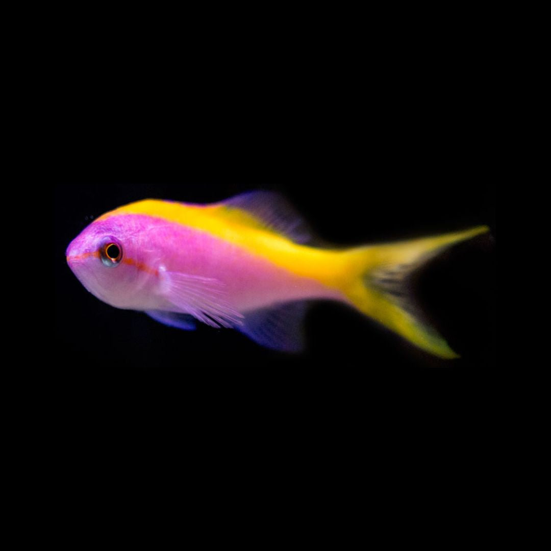 Pseudanthias evansi - Yellowback Anthias