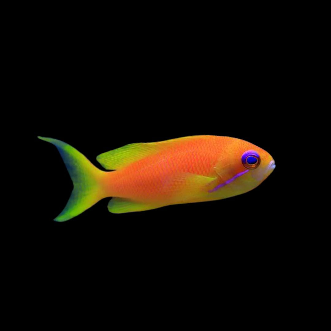 Pseudanthias squamipinnis - Lyretail Anthias
