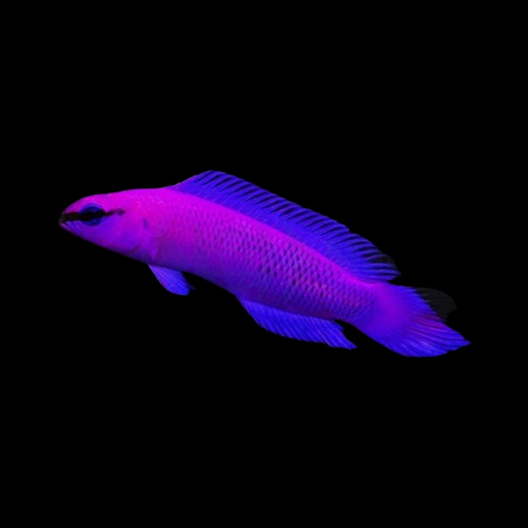 Pseudochromis fridmani (oppdrettet) – Orchid Dottyback