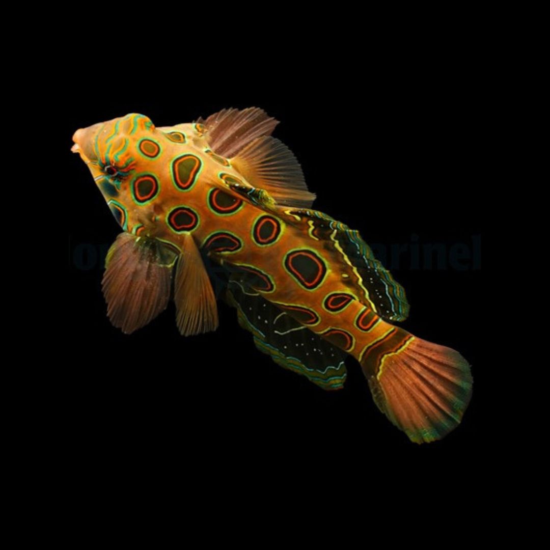 Spotted Mandarin - Pterosynchiropus picturatus