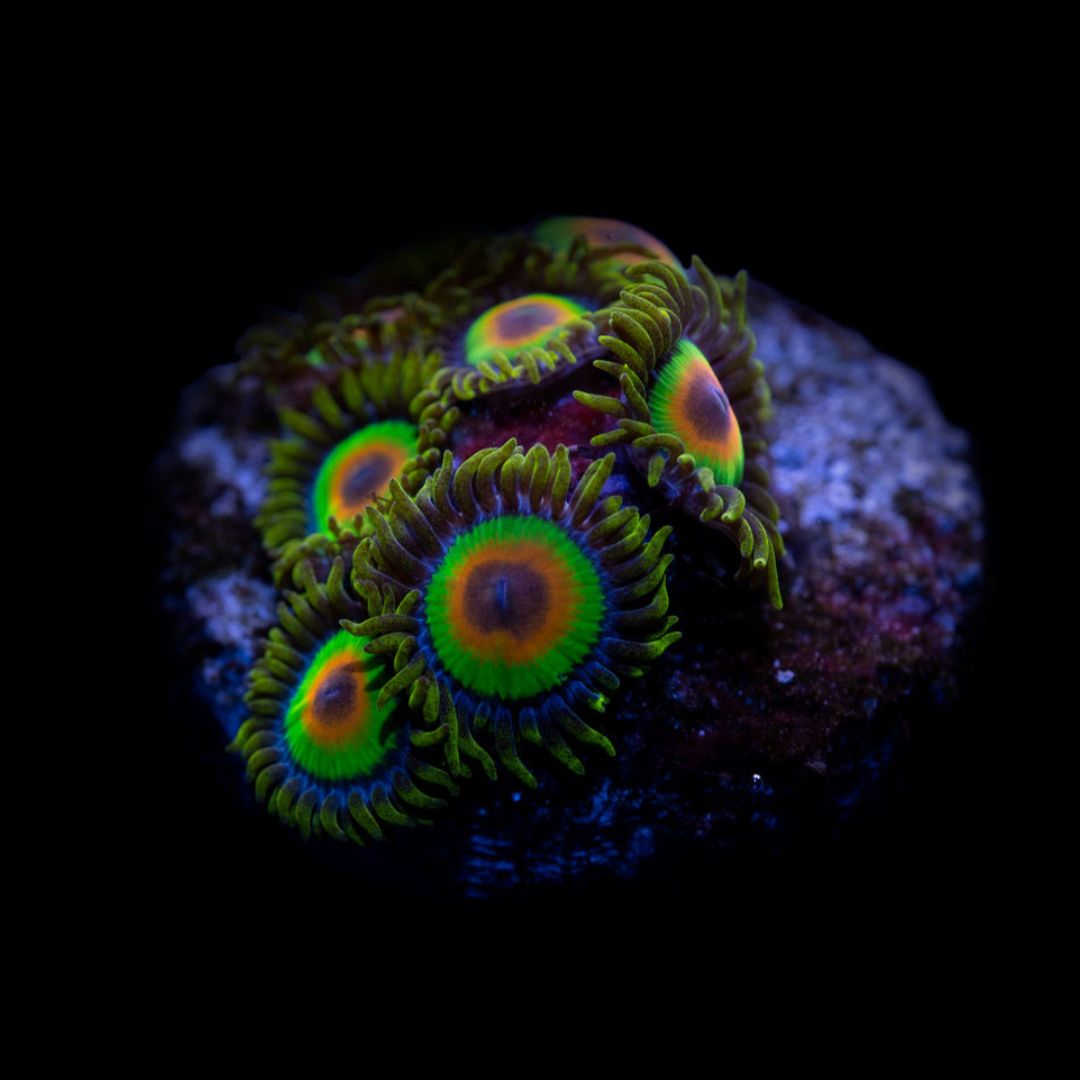 CL OG Rasta Zoanthid - Frag