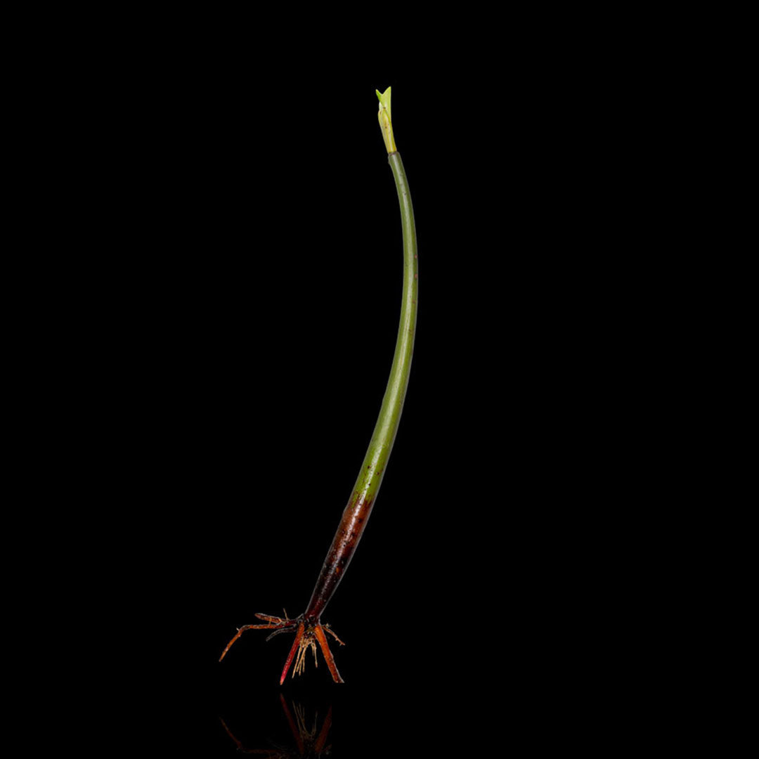 CL Red Mangrove