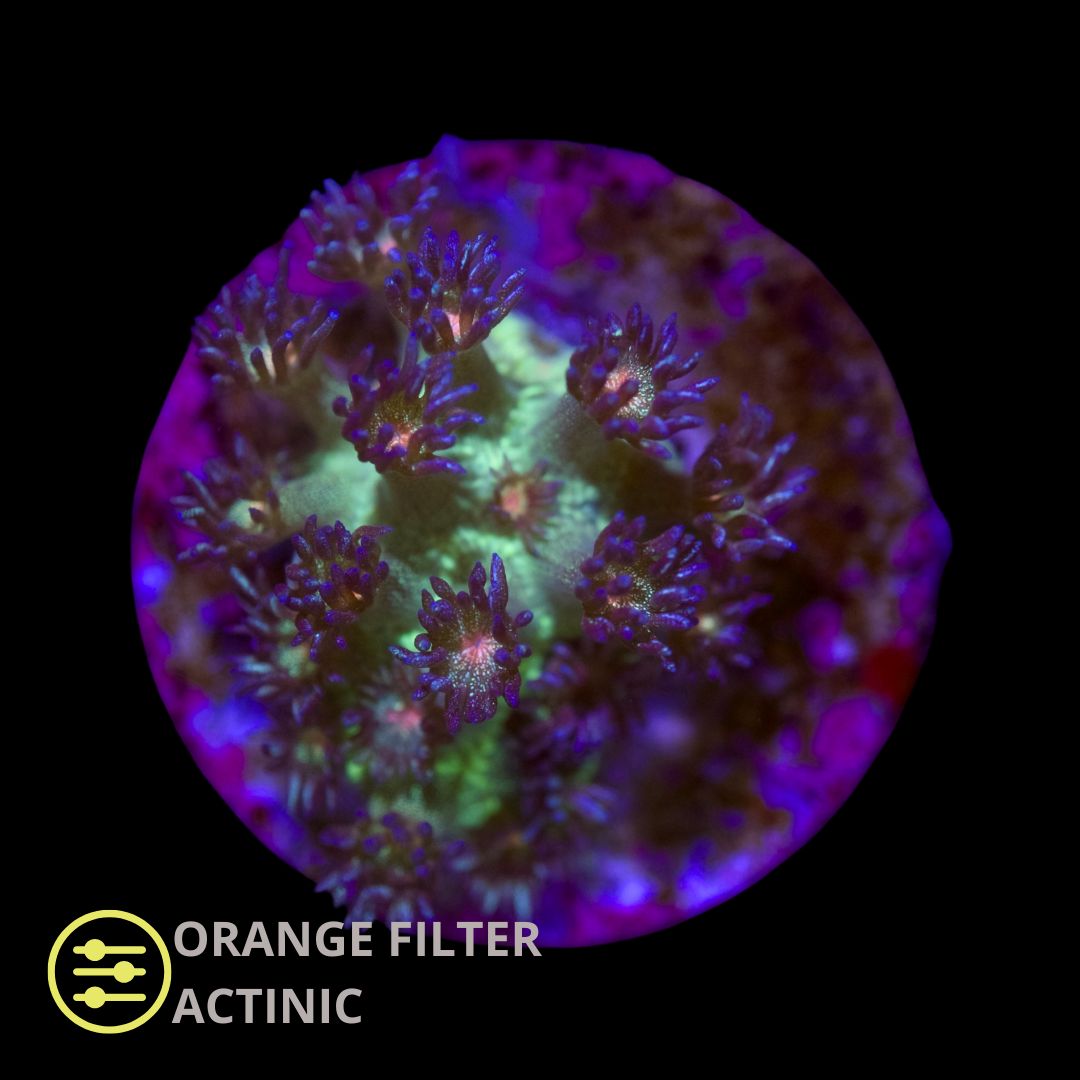 WYSIWYG CL Glitter Red Face Goniopora - Frag