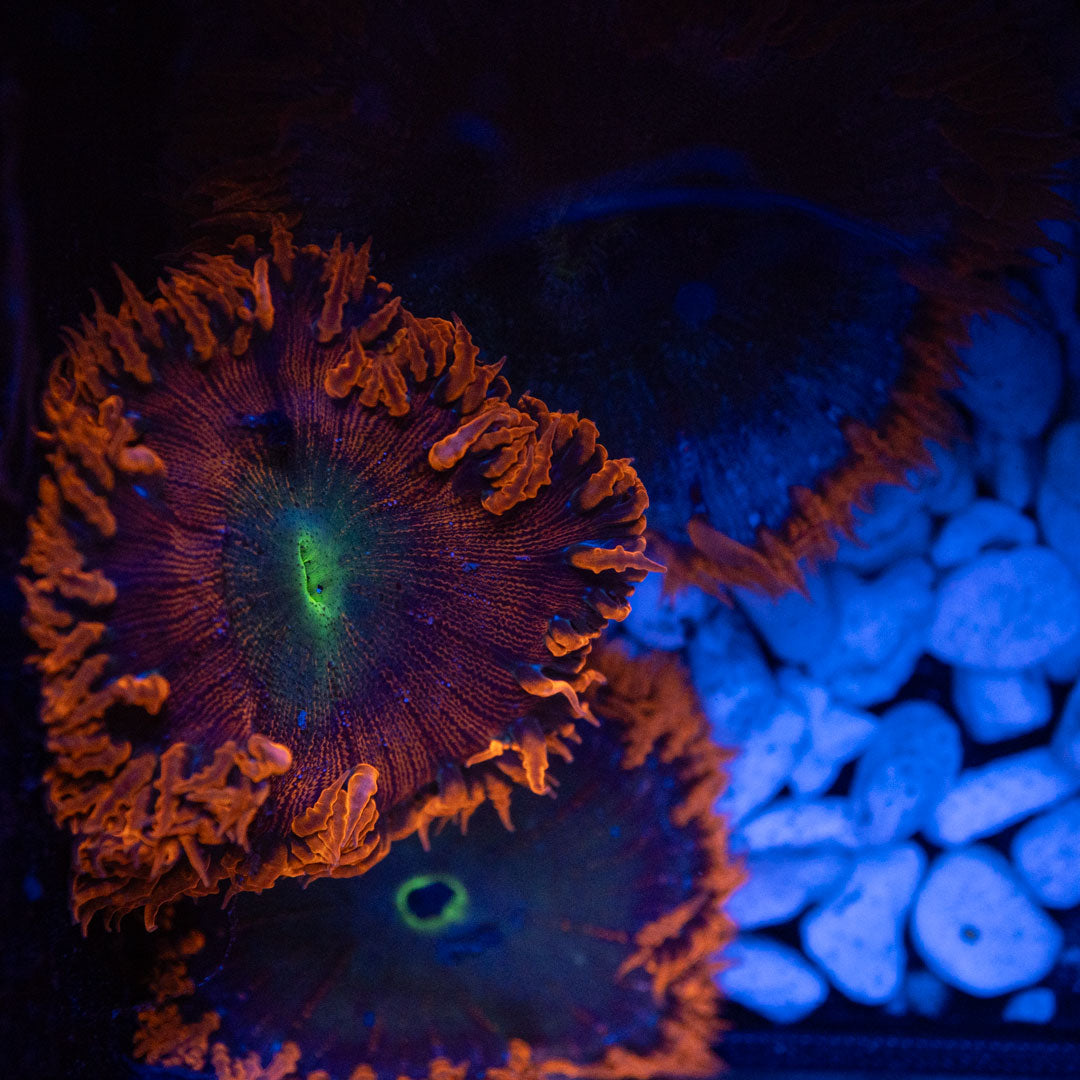 Rock Flower Anemone - Epicystis Crucifer