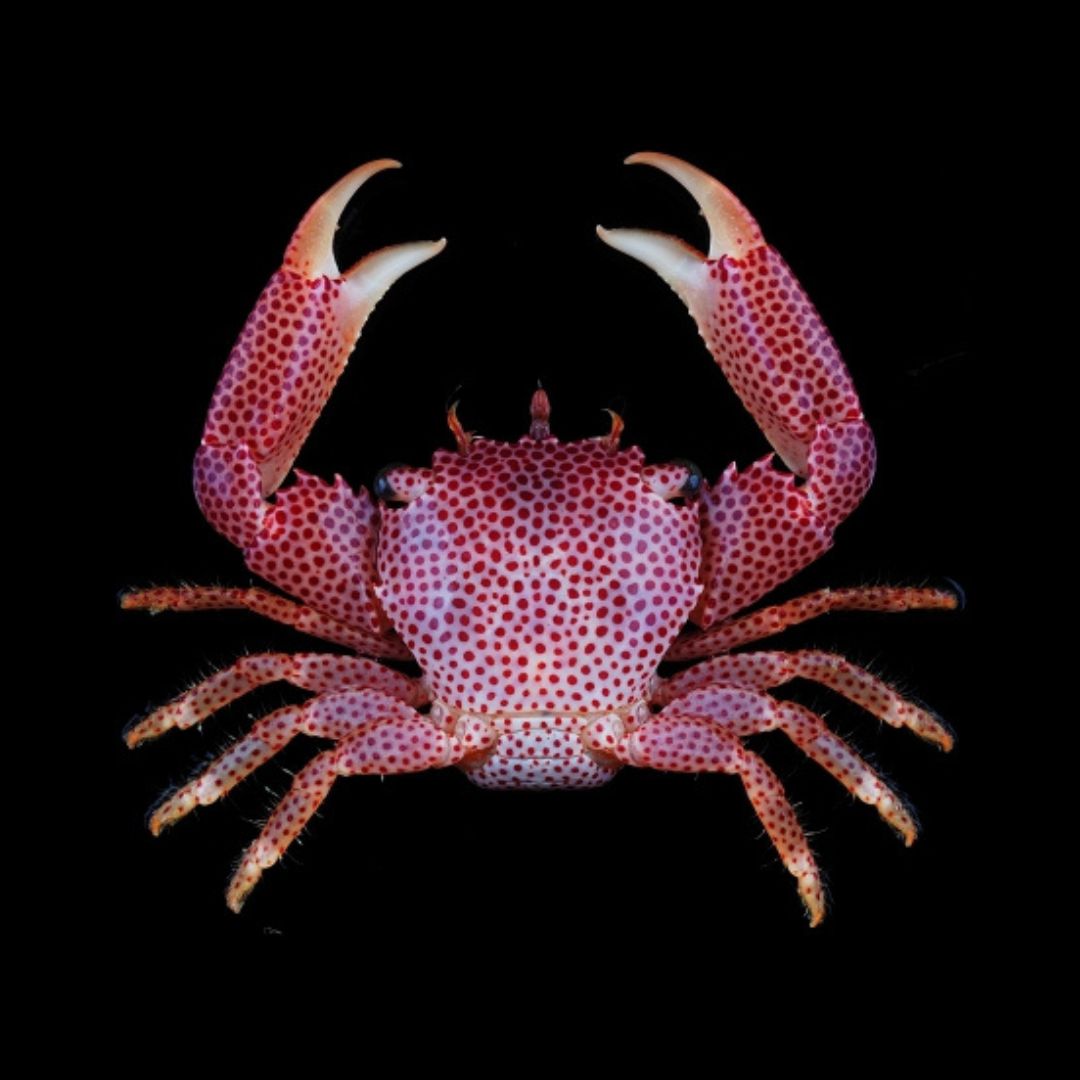 Rødprikket Korallkrabbe - Trapezia rufopunctata
