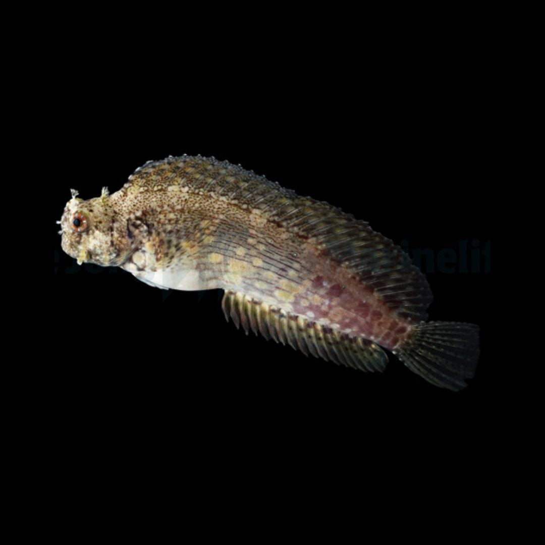Salarias fasciatus - Algae Blenny