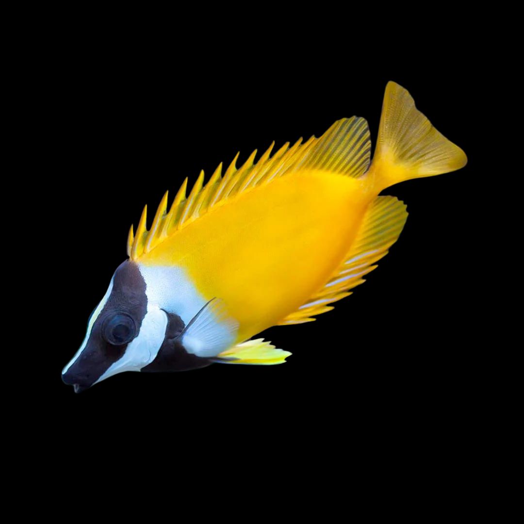 Foxface - Siganus vulpinus