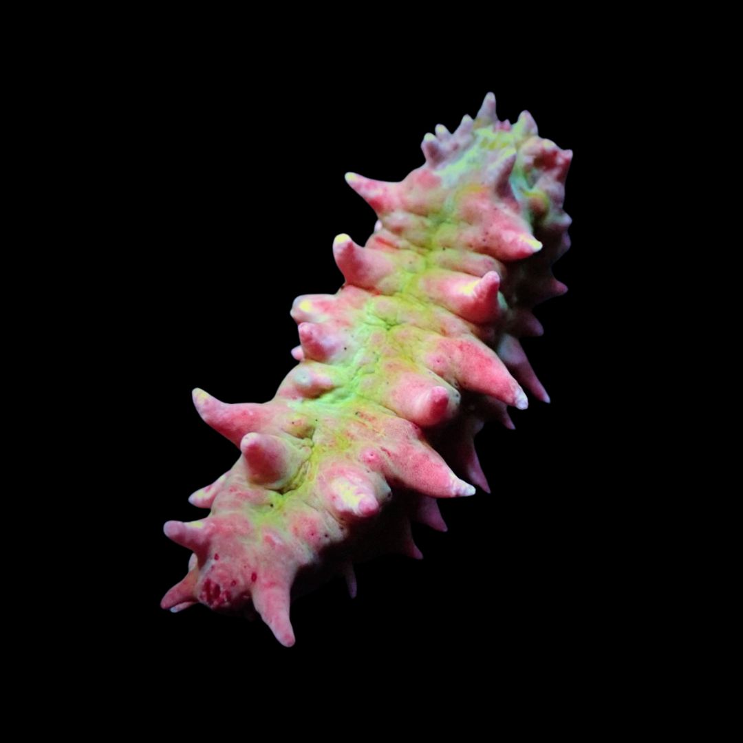 Spiny Sea Cucumber – Colochirus crassus
