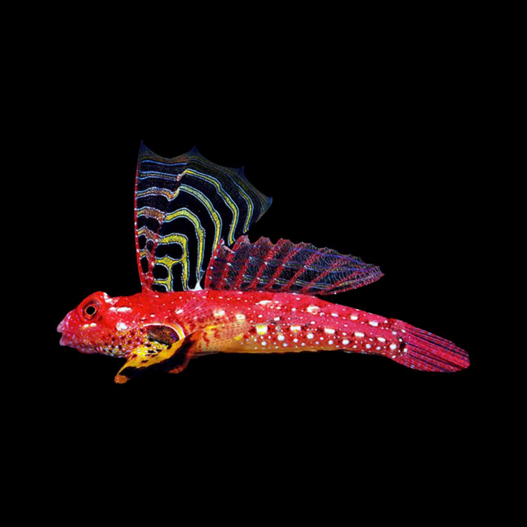 Ruby Red Dragonet - Synchiropus sycorax