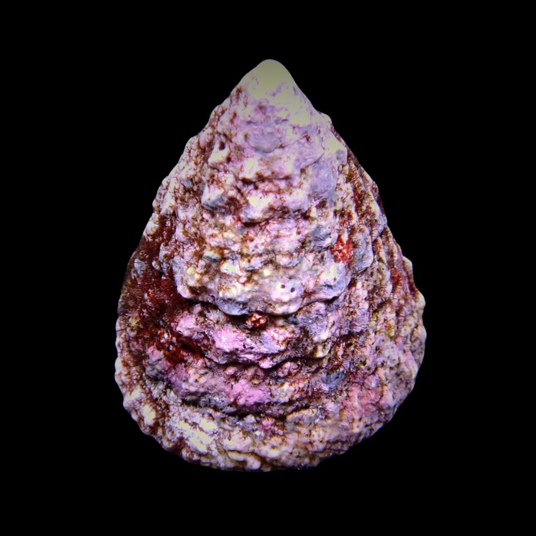 Tectus fenestratus – Show Size