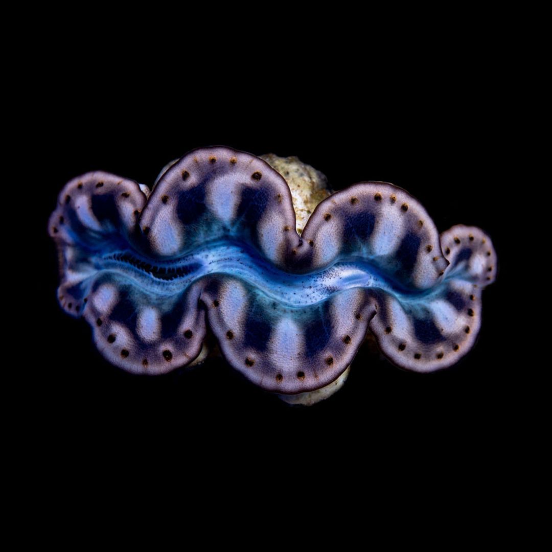 Tridacna Maxima Yellow/Gold 4cm