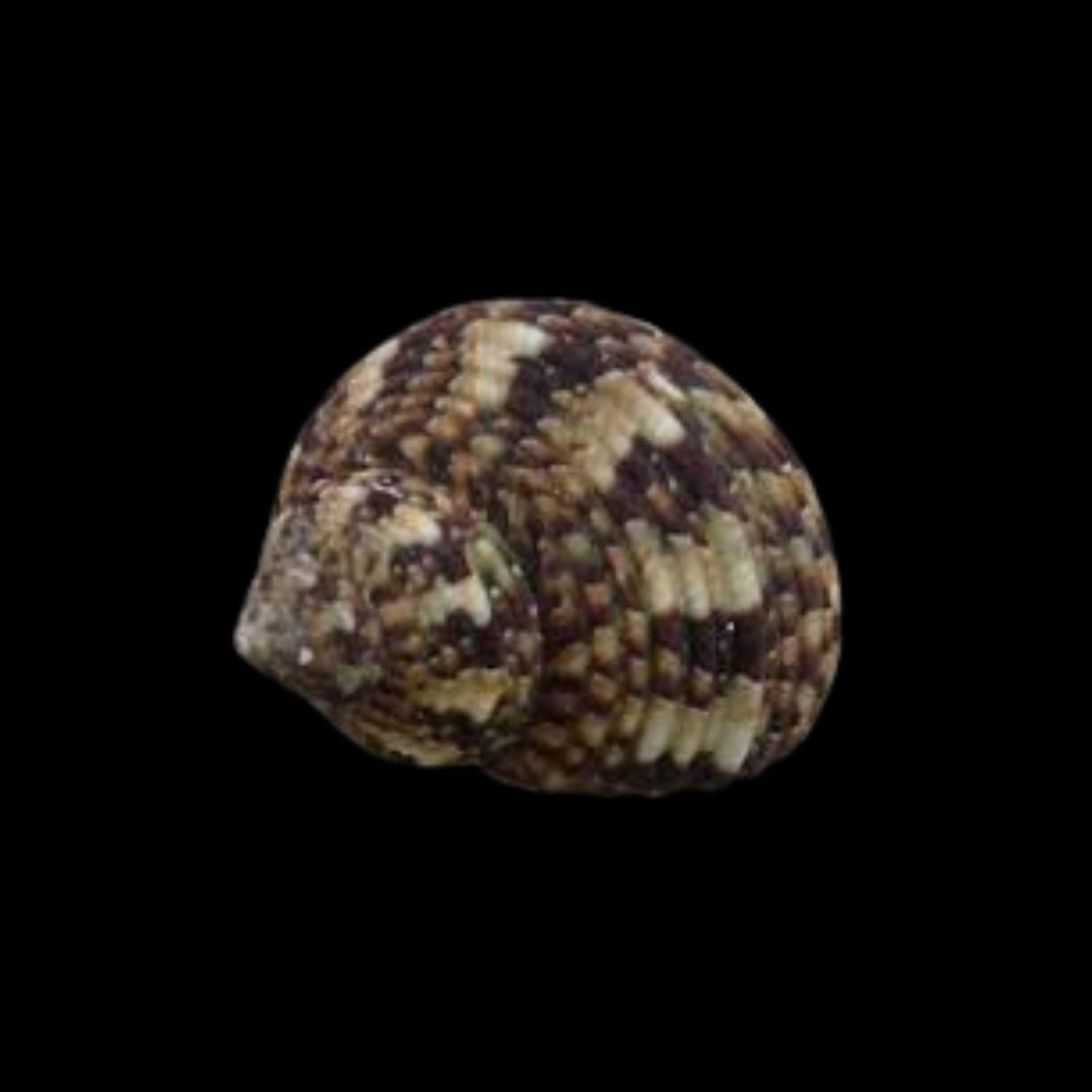 Turbo Brunneus - Snegl