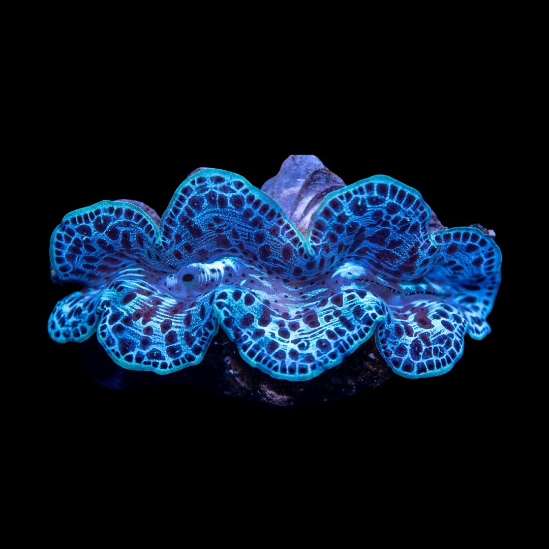 Tridacna Maxima ULTRA 5 cm