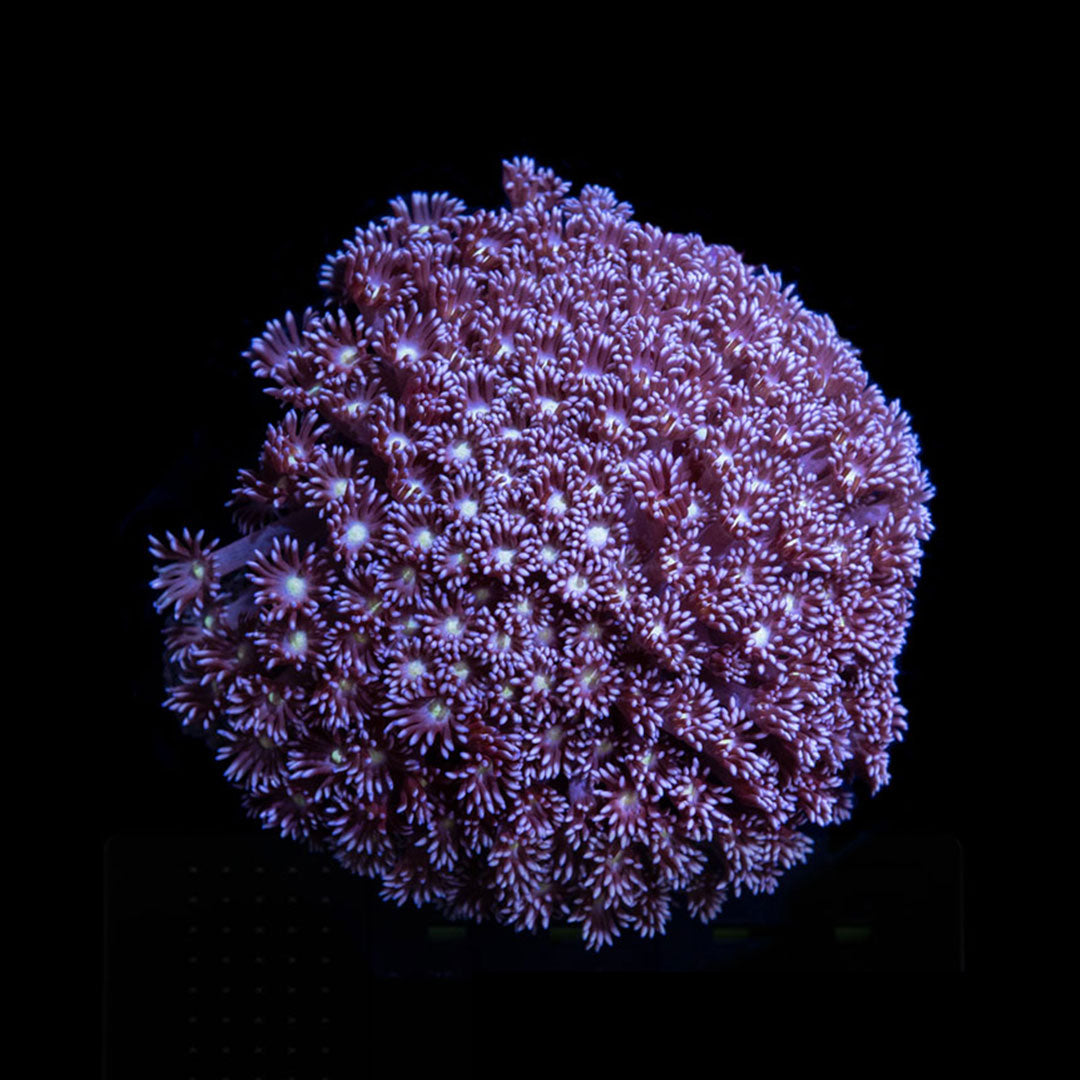 WYSIWYG CL Pink Goniopora