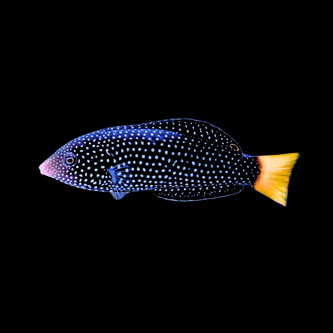 Anampses meleagrides – Yellowtail Wrasse