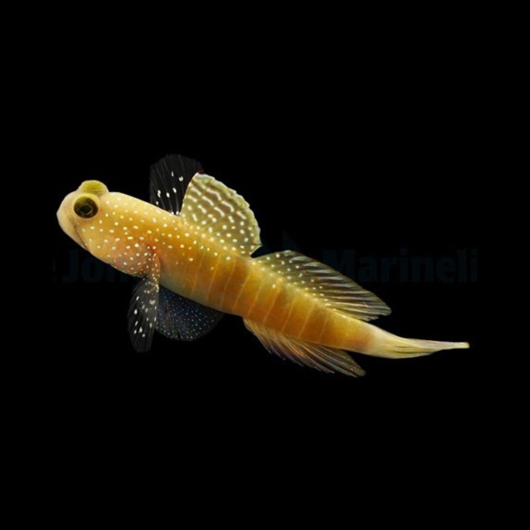 Yellow Watchman Goby - Cryptocentrus cinctus