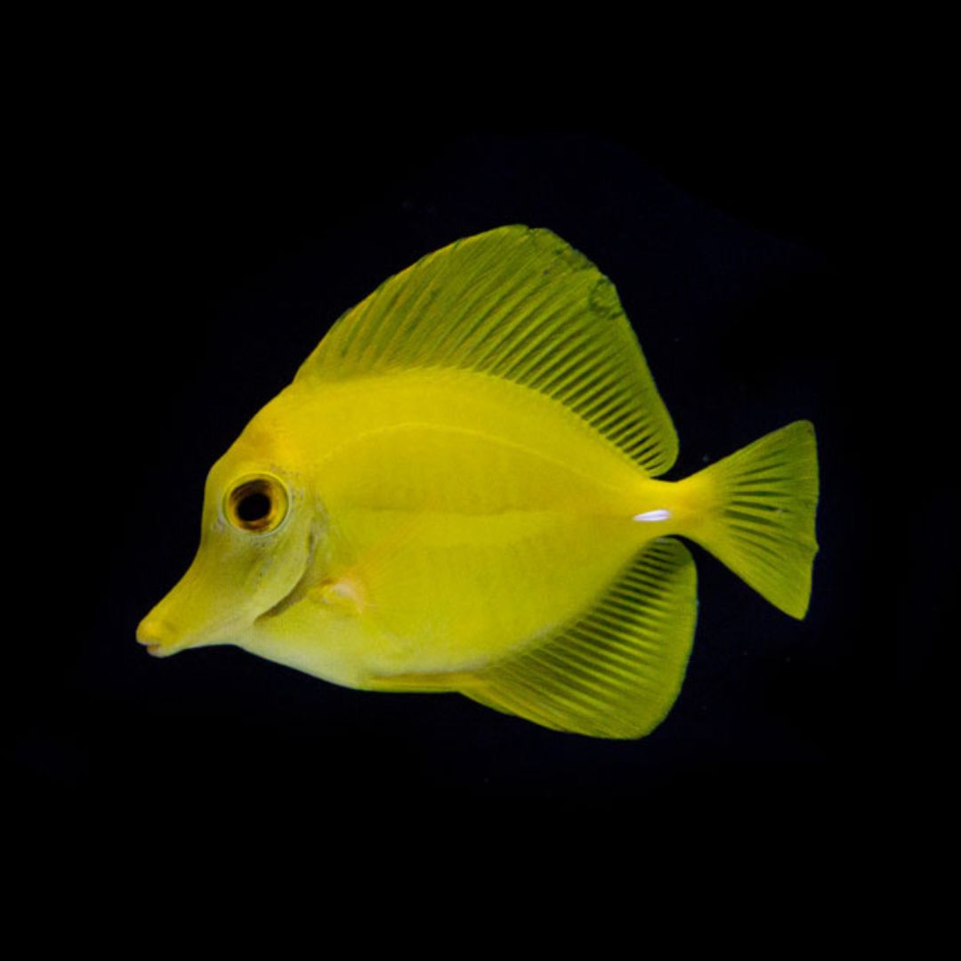 Zebrasoma flavescens - Yellow Tang