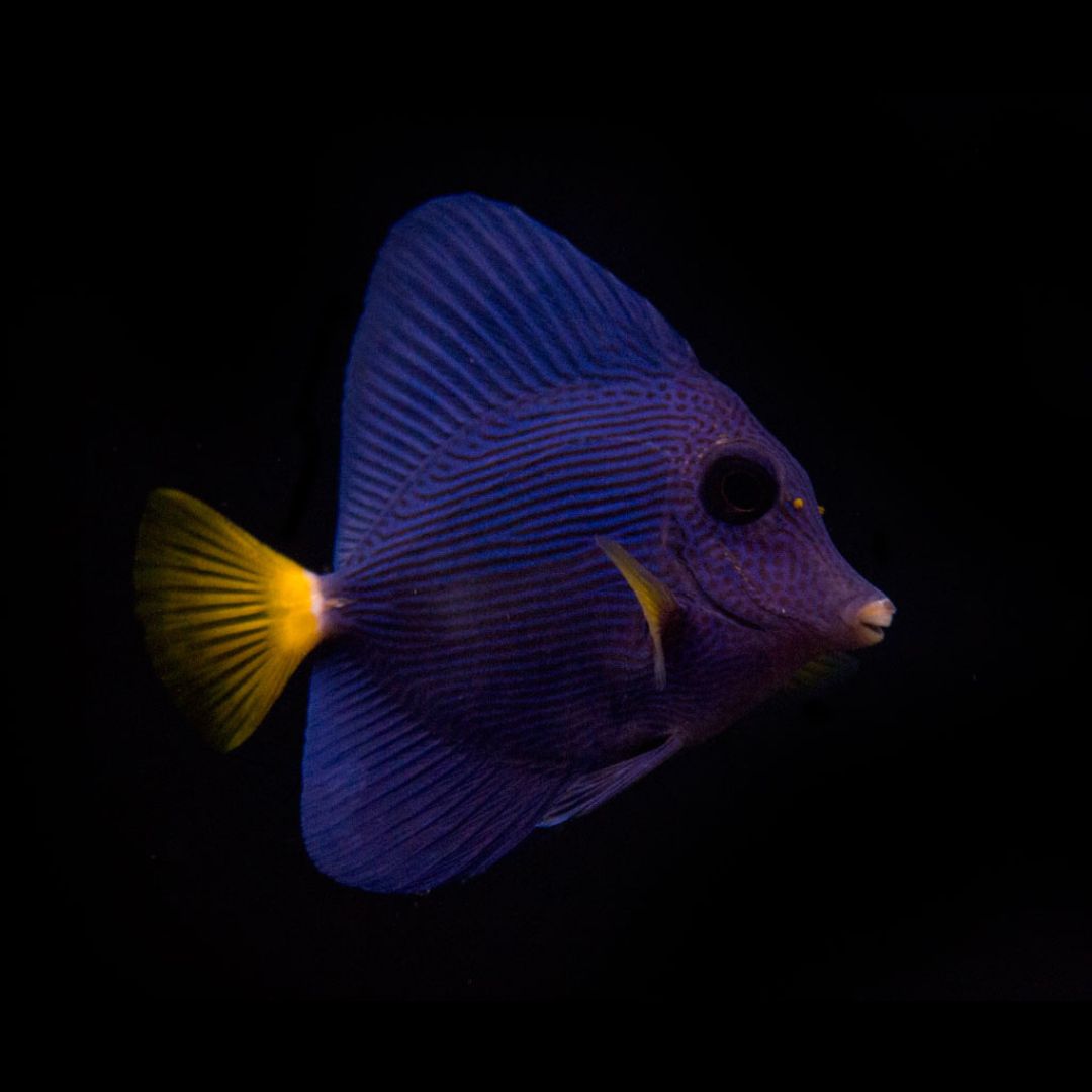 Zebrasoma xanthurum - Purple Tang