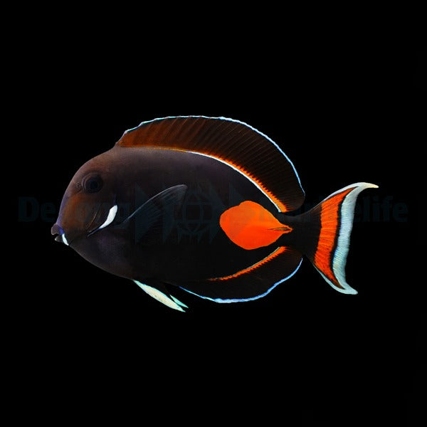 Acanthurus achilles – Achilles Tang