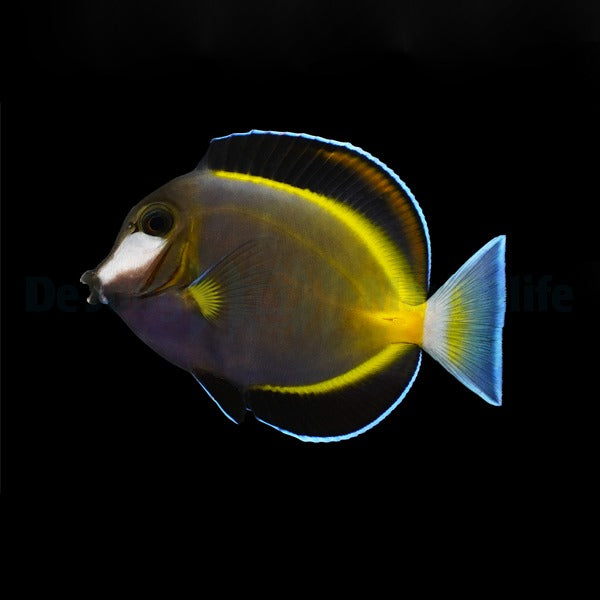 Powder Brown Tang - Acanthurus japonicus