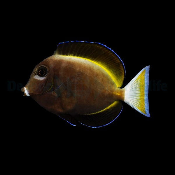Whitecheek Tang - Acanthurus Nigricans