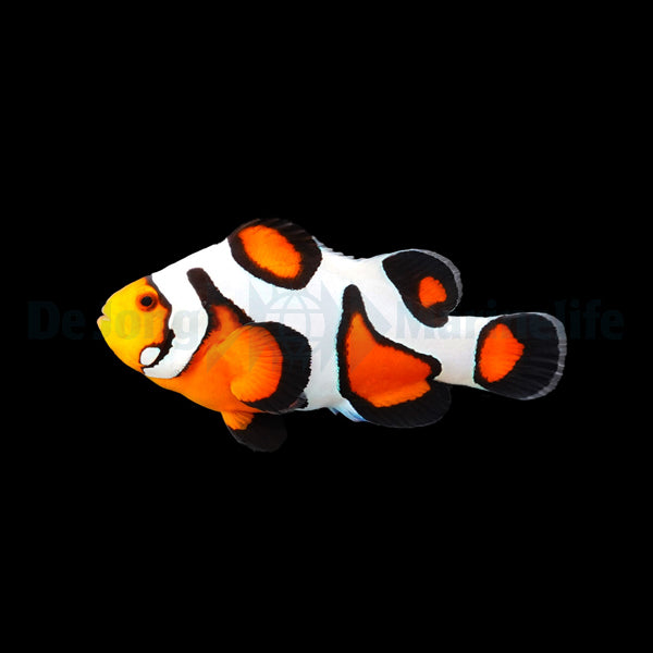 Gladiator Klovnefisk - Amphiprion ocellaris