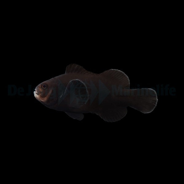 Midnight Klovnefisk - Amphiprion ocellaris