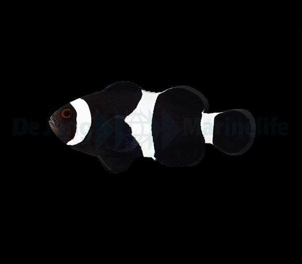 Darwin Klovnefisk - Amphiprion ocellaris