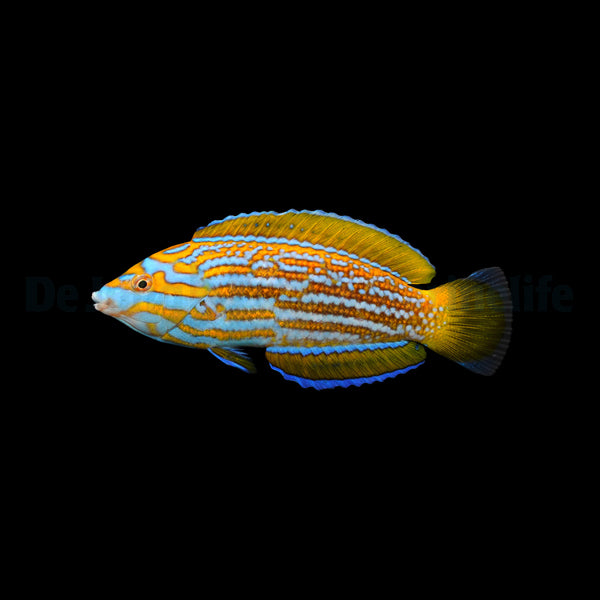 Anampses lennardi – Lennardi Wrasse