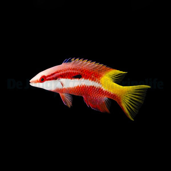 Bodianus pulchellus – Spotfin Hogfish