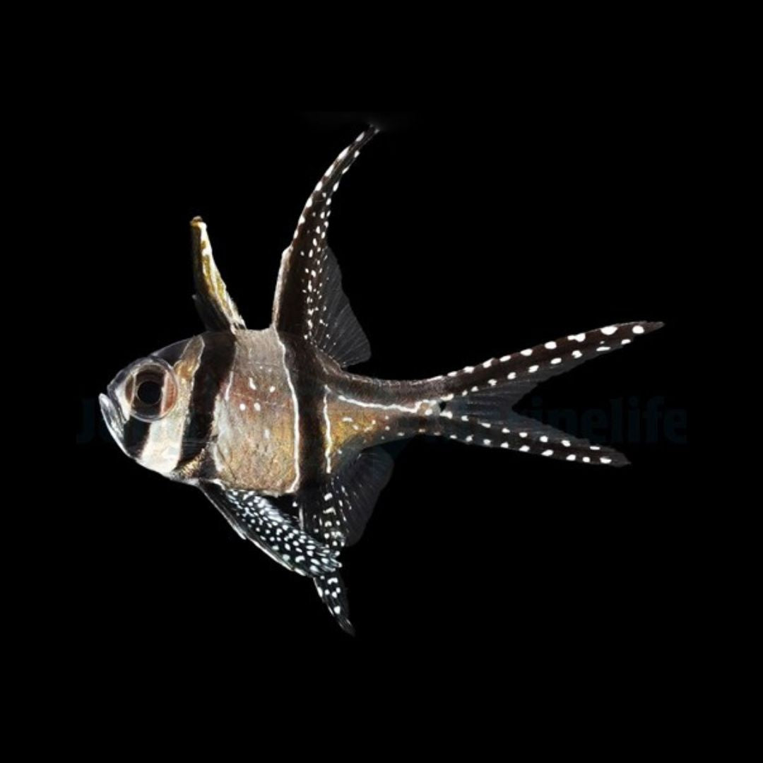 Pterapogon kauderni – Banggai Cardinalfish