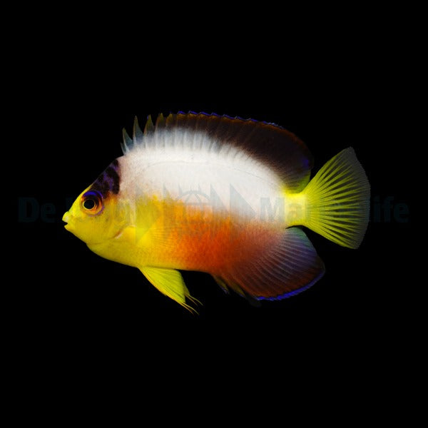 Centropyge multicolor - Multicolor Dvergkeiserfisk
