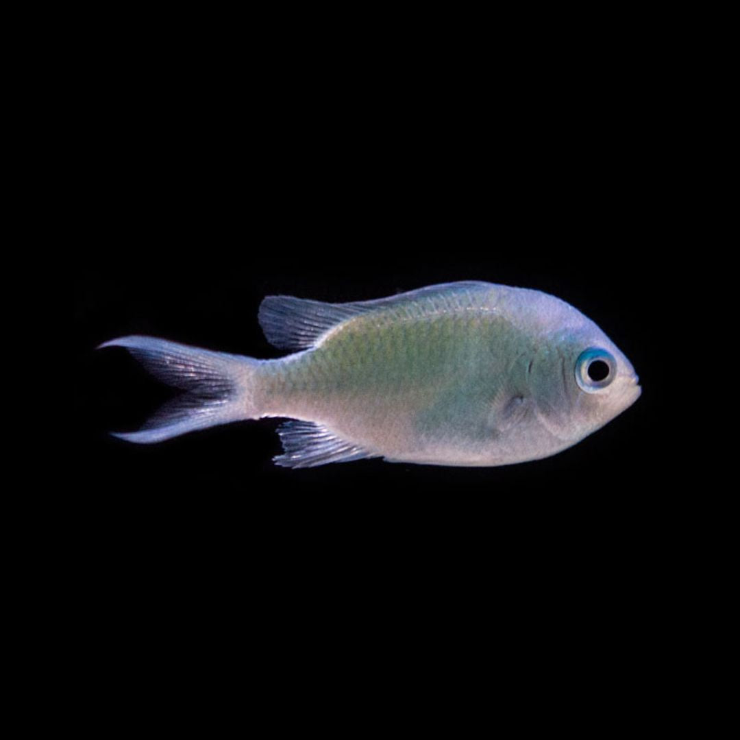 Chromis viridis - Grønn Chromis