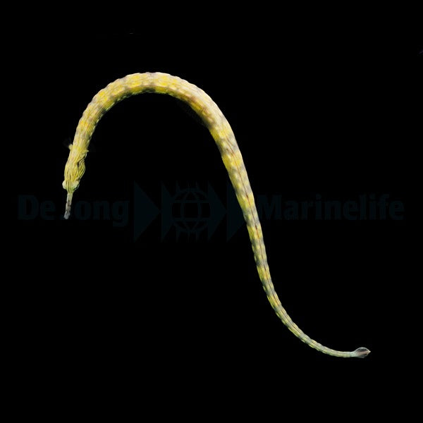 Corythoichthys haematopterus – Messmate Pipefish