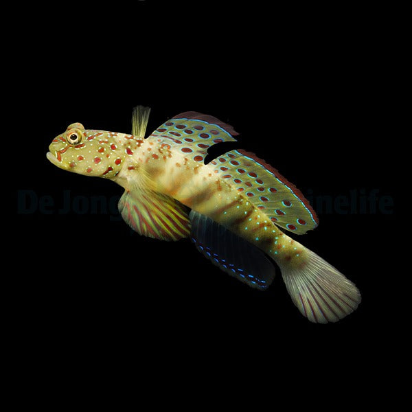 Cryptocentrus leptocephalus – Pinkbar Goby