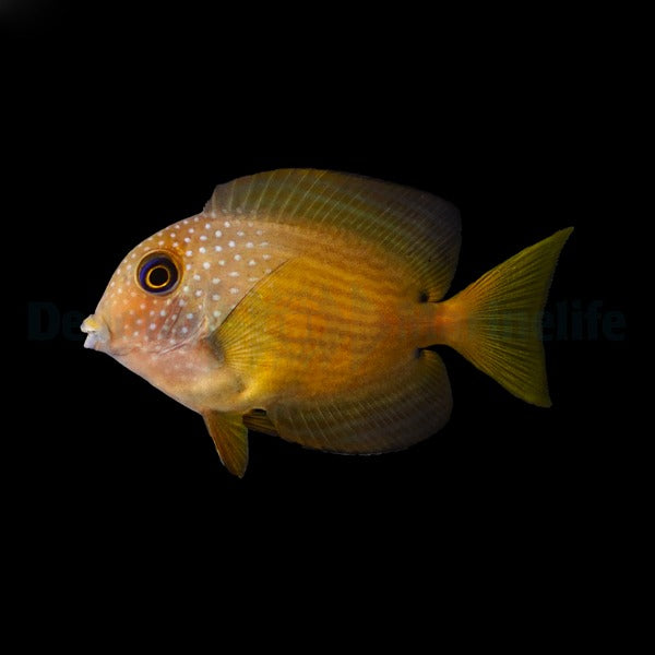 Ctenochaetus binotatus – Two spot Bristletooth Tang
