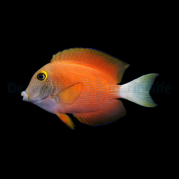 Ctenochaetus flavicauda - White Tail Bristletooth Tang