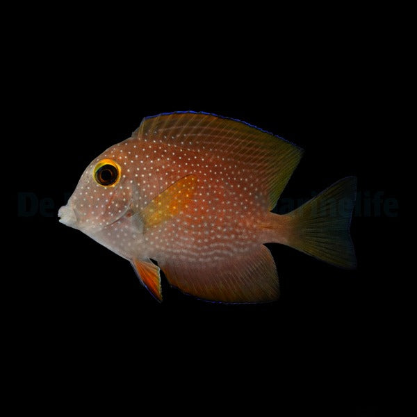 Ctenochaetus Truncatus – Squaretail Bristletooth Tang